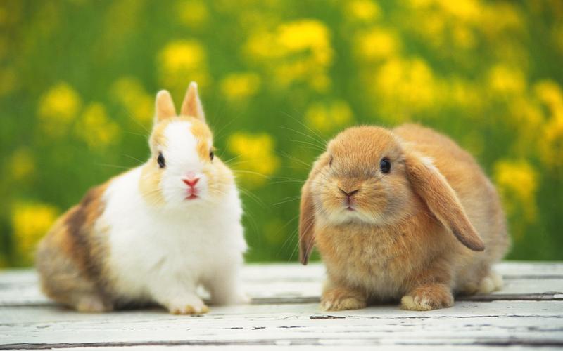 兔兔可爱壁纸
