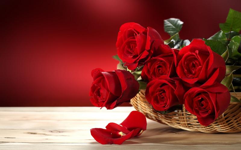 新鲜的红玫瑰壁纸1280x720分辨率下载,新鲜的红玫瑰壁纸,高清图片