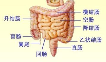 身体所有肠道图,以及名称.