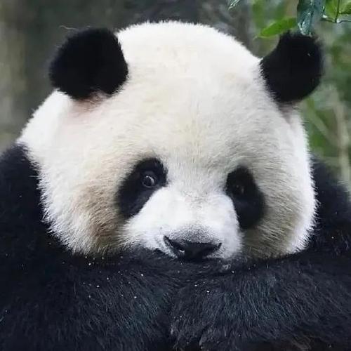 熊猫头像图片图集