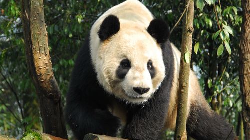 精选可爱的大熊猫高清摄影图片电脑桌面壁纸4