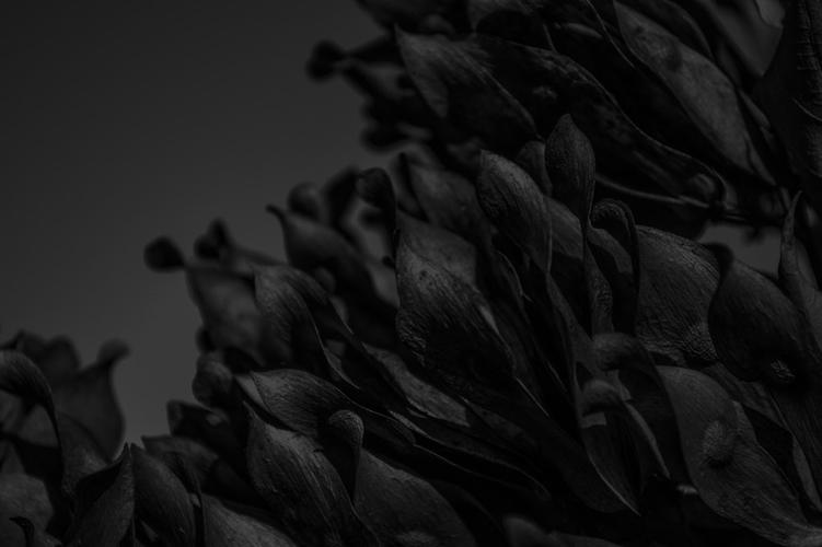 黑色立体花朵背景