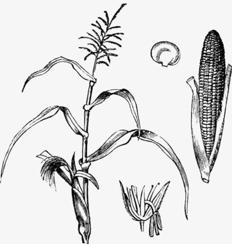 玉米植物简笔画