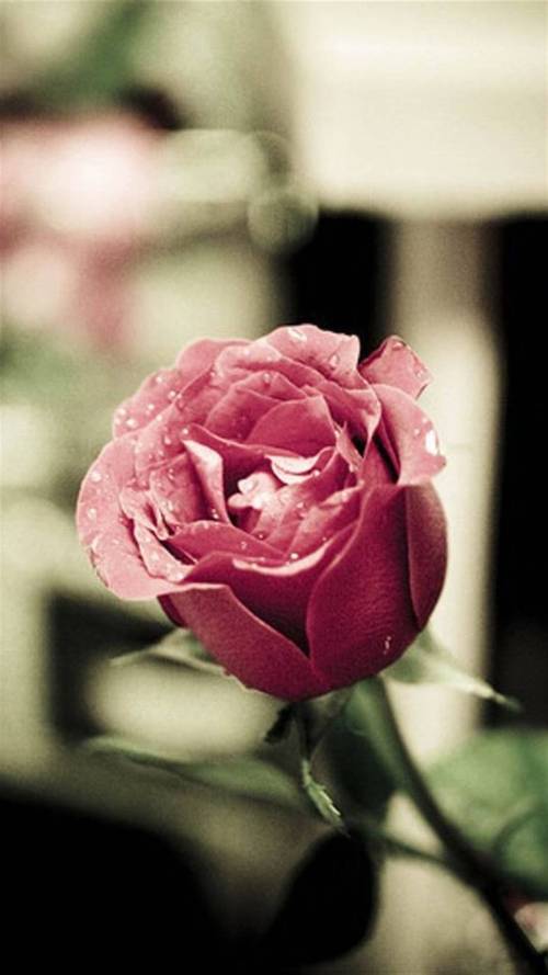 玫瑰花唯美图片 浪漫 清新