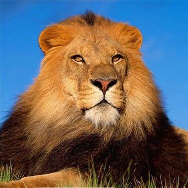 微信头像是狮子是什么性格