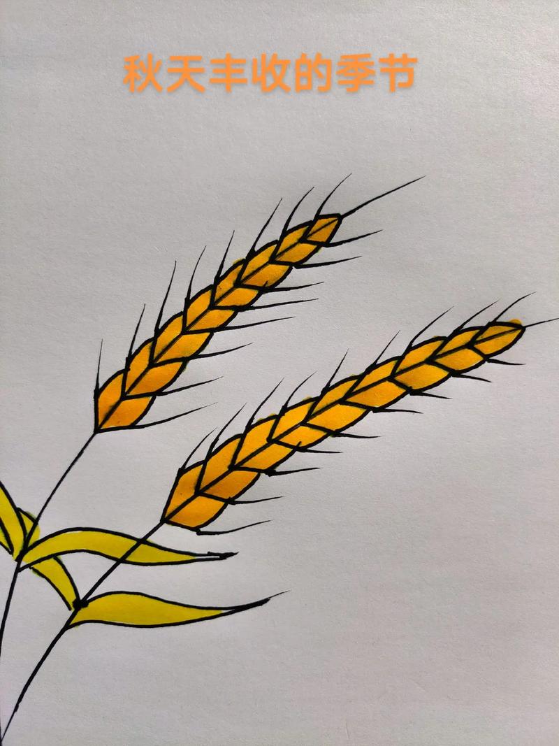 小麦的生长过程简笔画图片