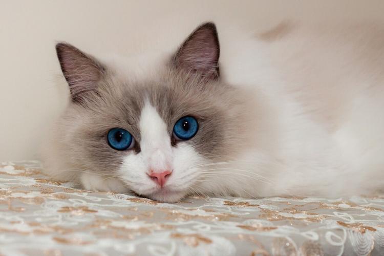 蓝眼睛猫咪手机壁纸