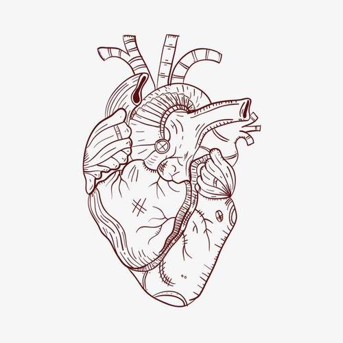 心脏图片结构图简笔画线稿