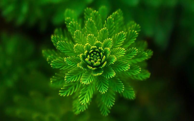 蕨类植物,绿色养眼纯天然 - 我爱拍片 - 图虫