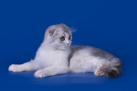 蓝色猫猫壁纸