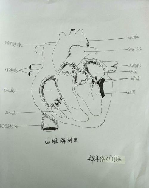 心脏图解剖图简笔画