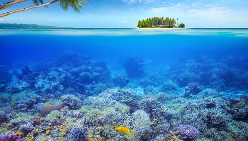 清透海底珊瑚景色,高清图片,电脑桌面-壁纸族