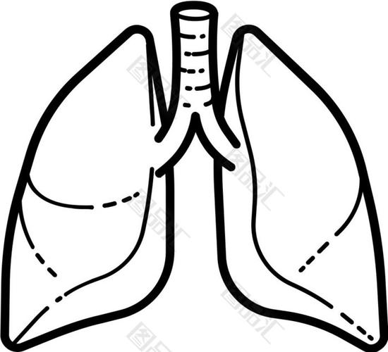 肺部心脏结构图简笔画
