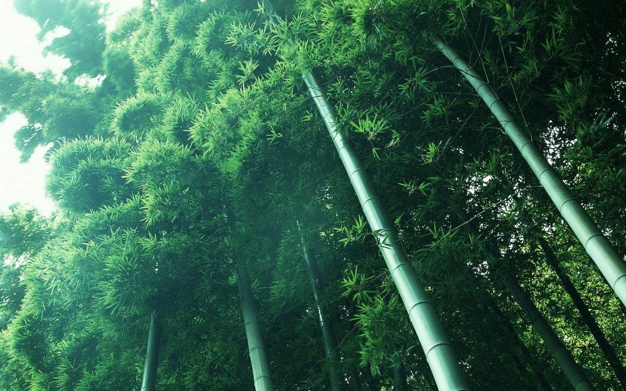 壁纸图片最美竹子风景