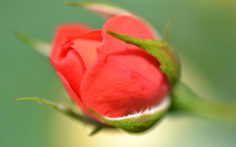 阳光下的玫瑰花唯美图片