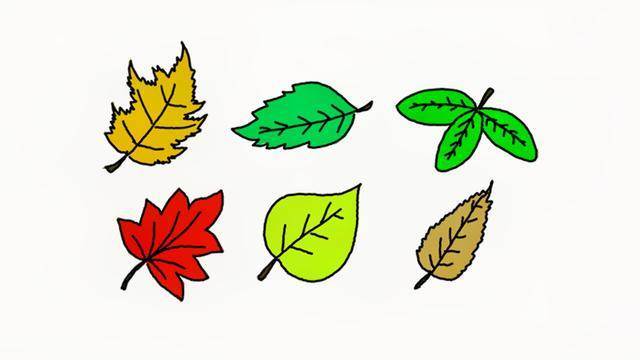 树叶简笔画大全各种各样的植物叶子简笔画图片大全-5068儿童网简笔画