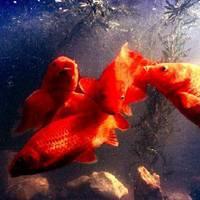 鱼的微信头像图片大全 红色