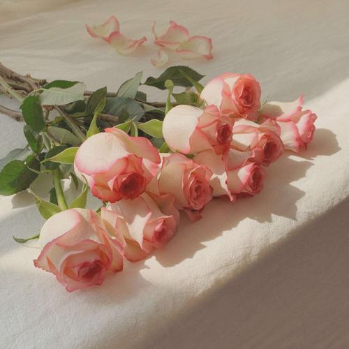 玫瑰花壁纸ins高级质感浪漫