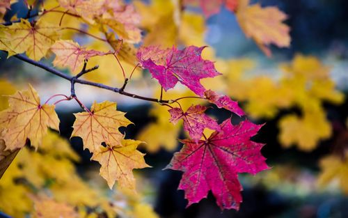 壁纸 秋天,紫色和黄色的枫叶 3840x2160 uhd 4k 高清壁纸, 图片, 照片