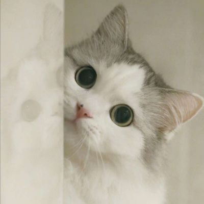 微信头像小猫可爱头像