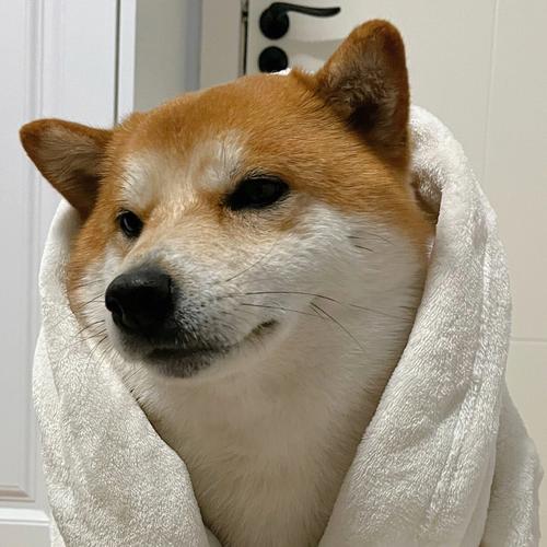 柴犬头像浴袍