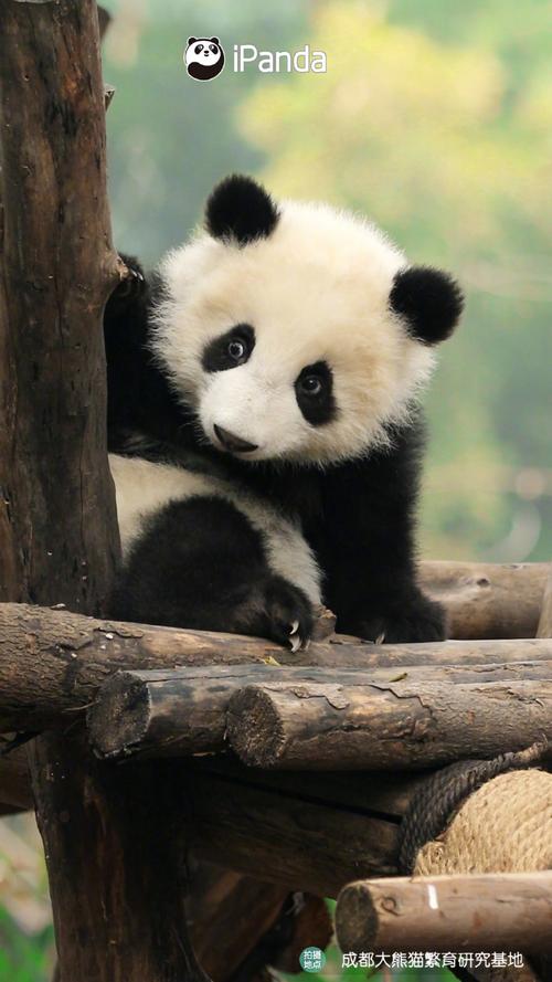 自带微笑唇的熊猫宝宝有多可爱