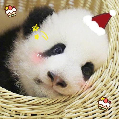 圣诞节熊猫幼崽超萌可爱头像