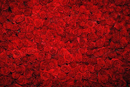 浪漫玫瑰花图片大全 手机壁纸