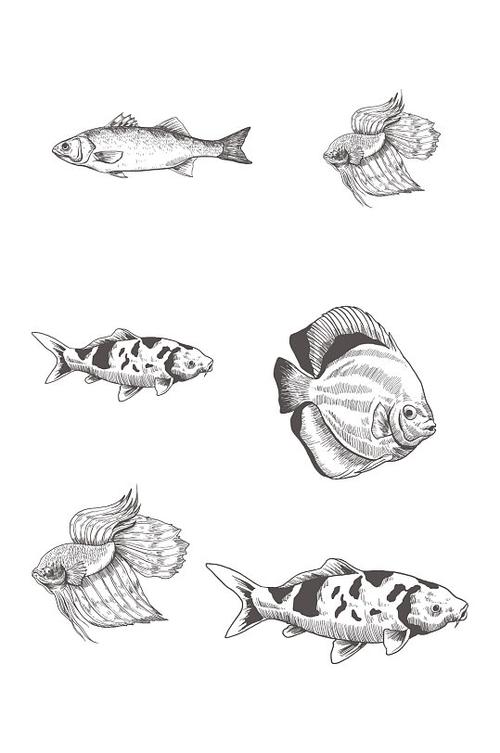 素描作品鱼的简笔画