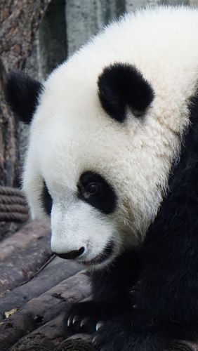 壁纸 毛茸茸的熊猫,可爱 3840x2160 uhd 4k 高清壁纸, 图片, 照片