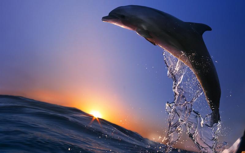 海豚跳海洋海洋浪花日落壁纸