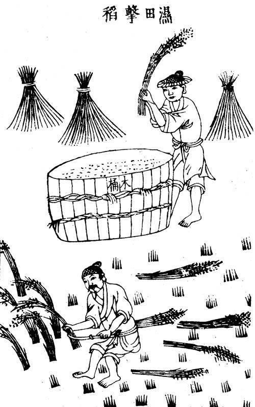 割水稻简笔画