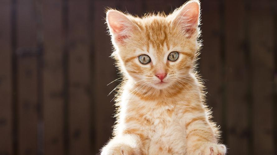 可爱的超萌动物小猫高清图片桌面壁纸