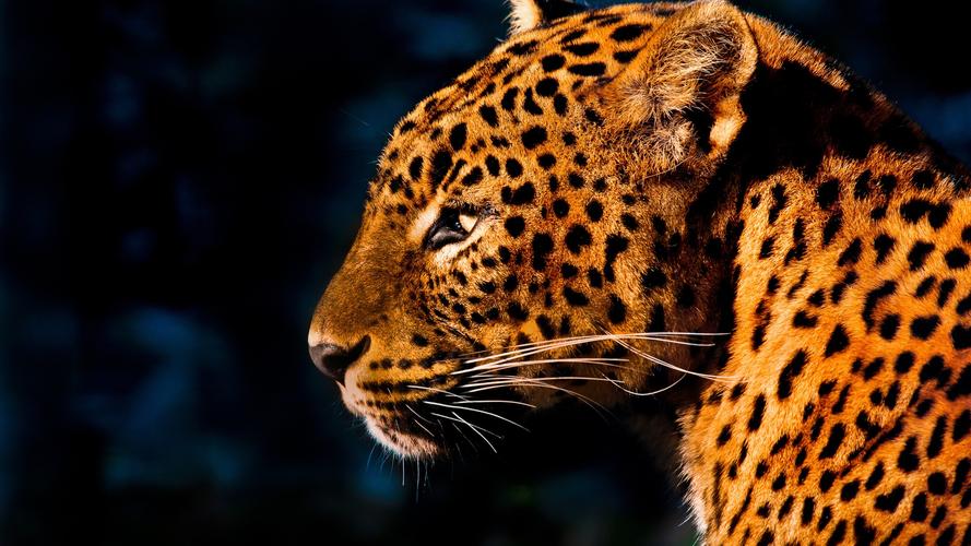 动物,animals,leopard (animal),big cats,mammals,壁纸,高清壁纸自然