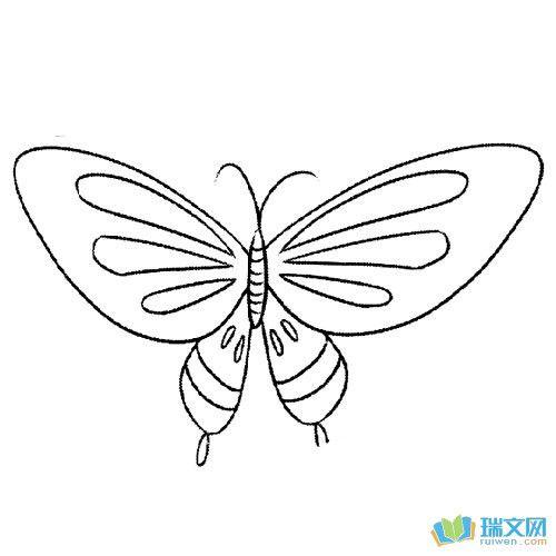 蝴蝶的简笔画图片孔雀蝶简笔画步骤简单的孔雀简笔画蝴蝶的简笔画蝴蝶
