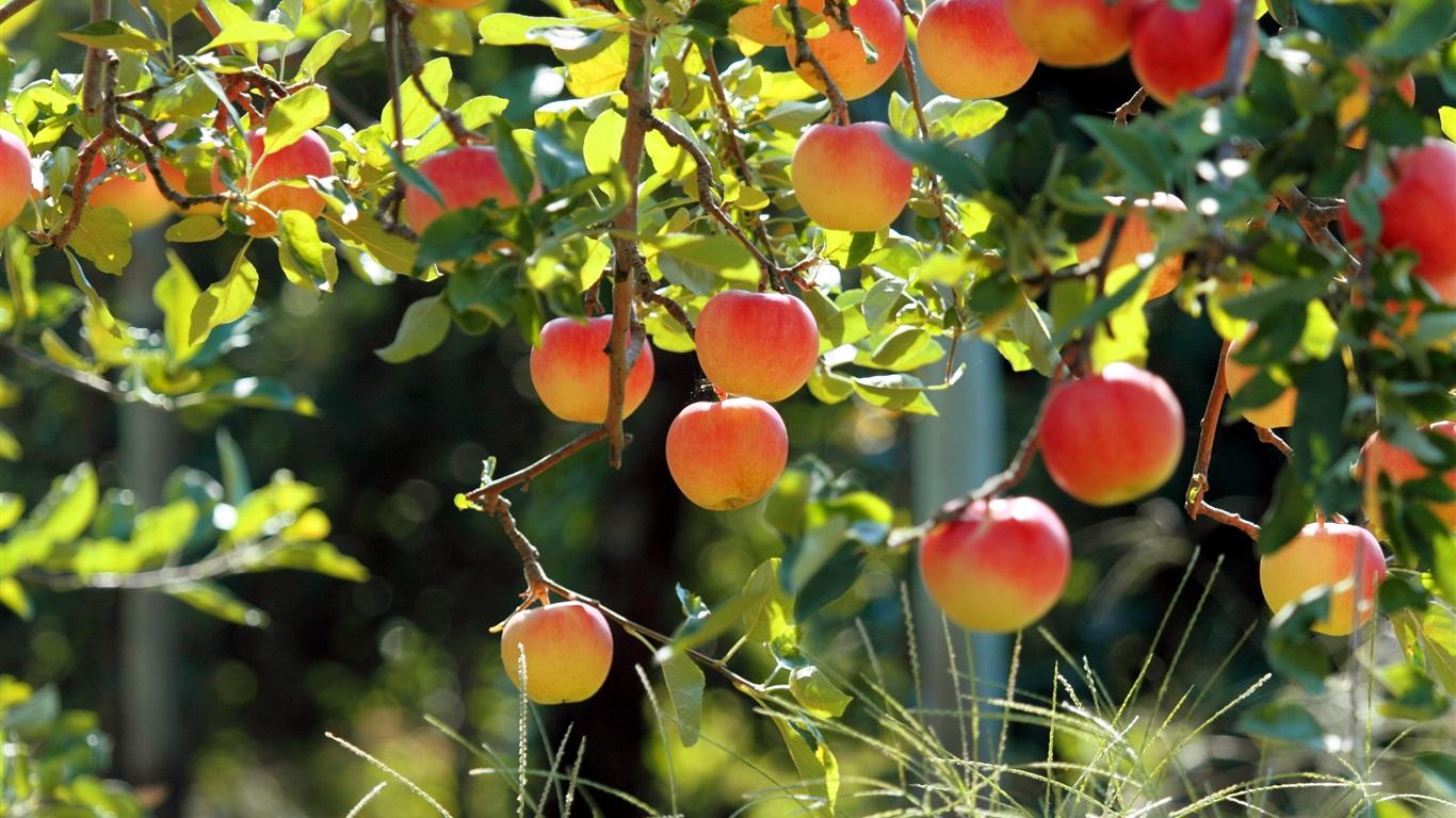 水果花园,苹果树,新鲜的苹果 壁纸 - 1366x768