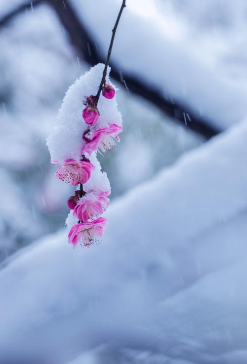 梅花飘雪古风的唯美图片