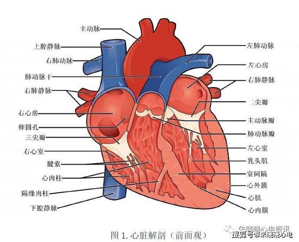 心脏解剖结构图简笔画