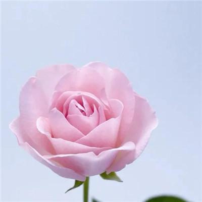 微信头像花朵唯美高清淡雅玫瑰