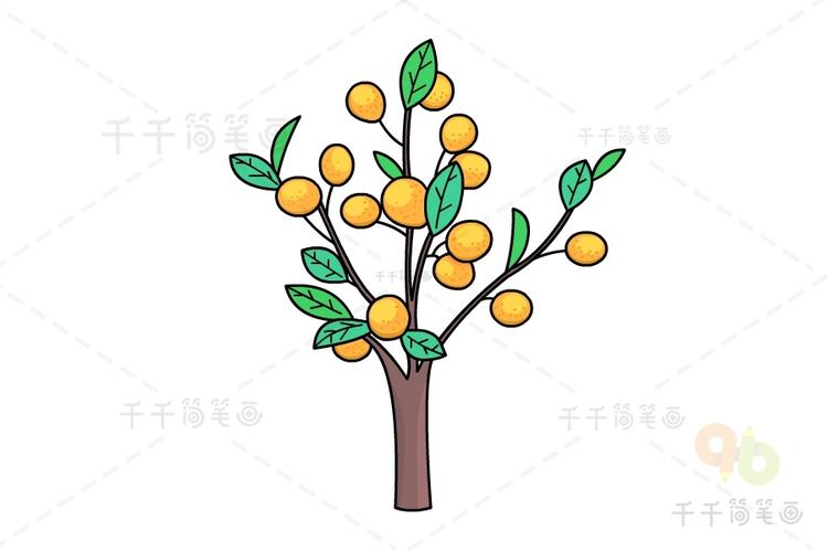 金桔树简笔画图片