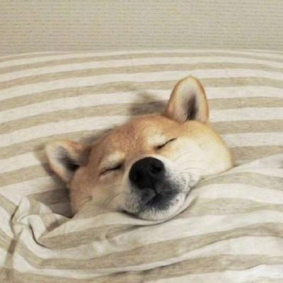 > 睡觉的柴犬头像可爱图片