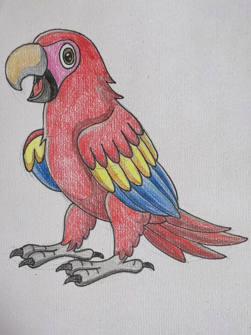 画鹦鹉的简笔画 彩色 图文