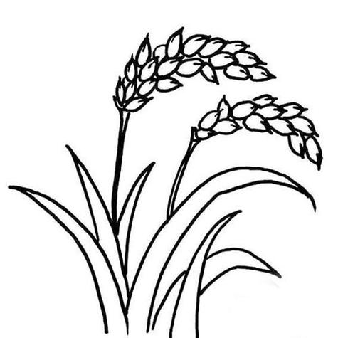 水稻简笔画步骤图片农作物简笔画玉米儿童简笔画农作物简笔画秋天成熟