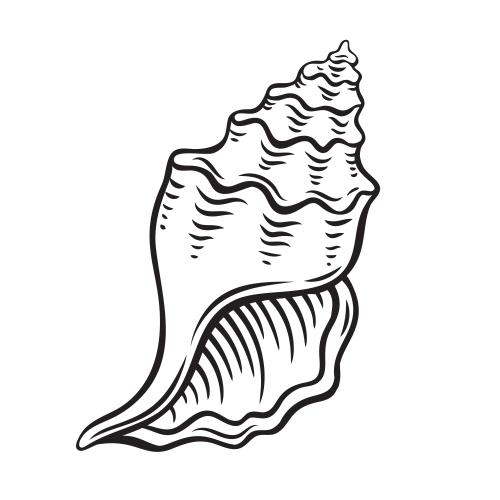 黑白手绘海螺线条插图