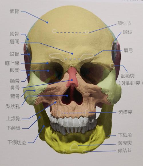 素描头像头骨结构分析图
