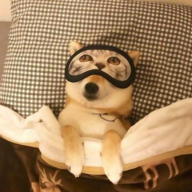柴犬的照片可爱头像在床上睡觉的可爱柴犬