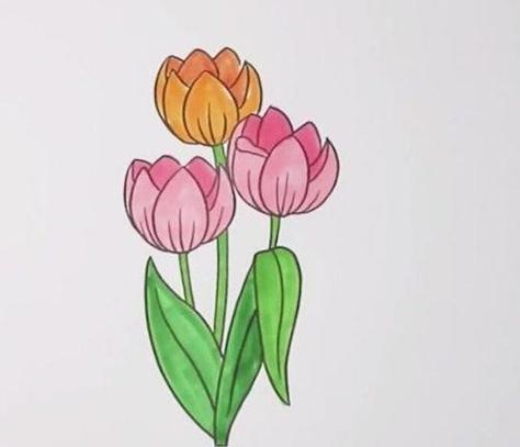 最终,将郁金香花茎和叶片涂上绿色,简单又好看的郁金香花简笔画就画好