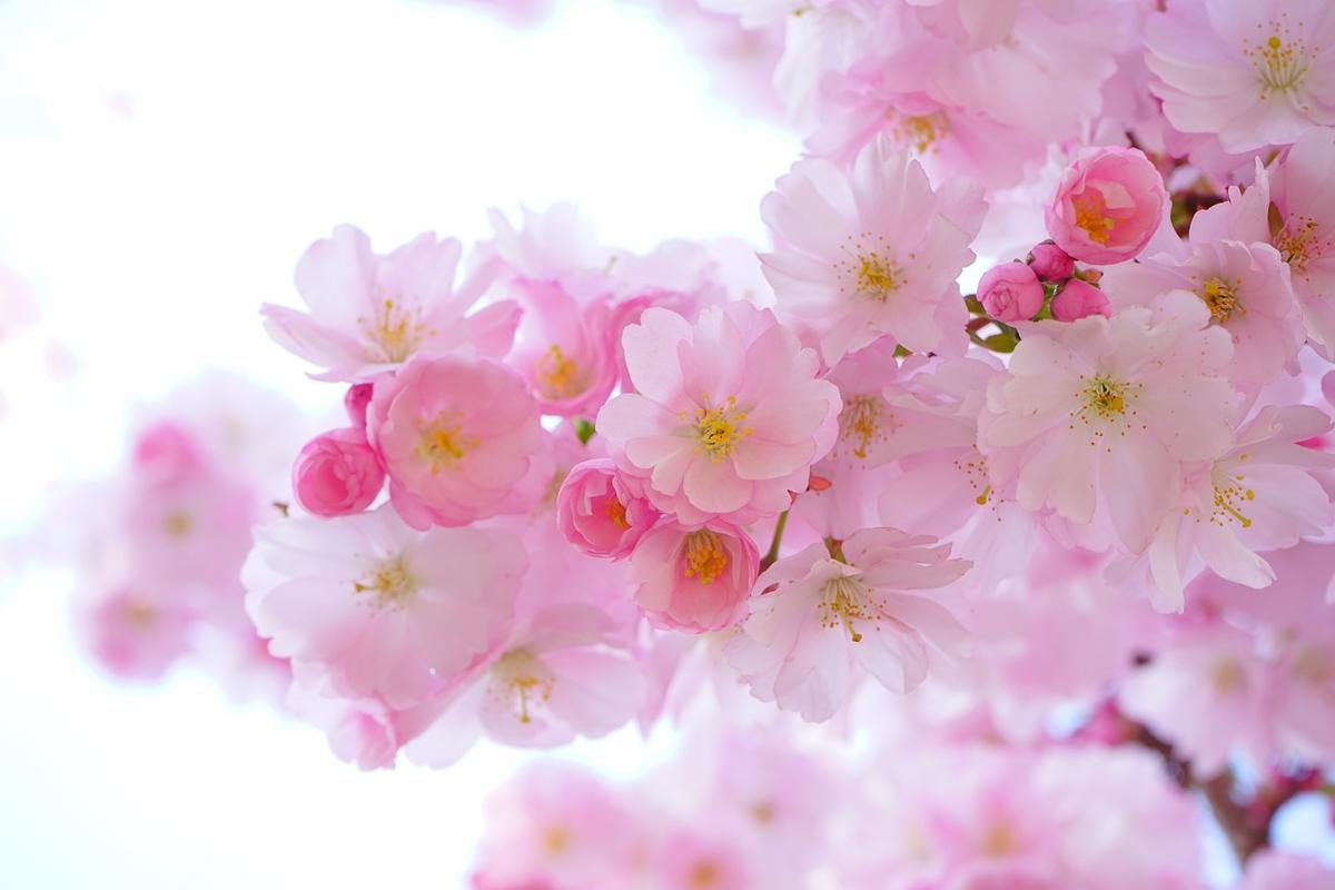 日本樱花树, 鲜花, 春, 壁纸, 日本樱花, 观赏樱花, 樱花, 鼎盛时期
