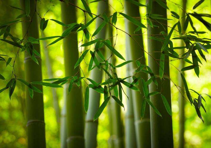 竹的图片唯美图片