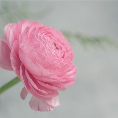 头像|粉红色的花朵头像 盛开的花毛茛图片 第218期